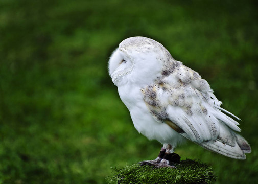 倉(cāng)鸮鳥狩獵顯示獵物