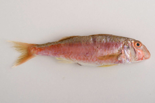新鮮的魚