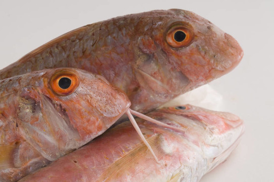 新鮮的魚(yú)