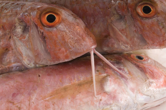 新鮮的魚