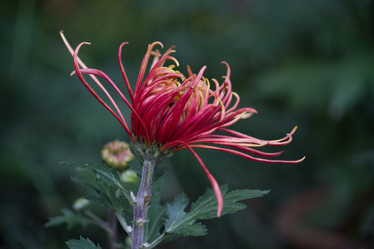 鳳凰展翅 菊花