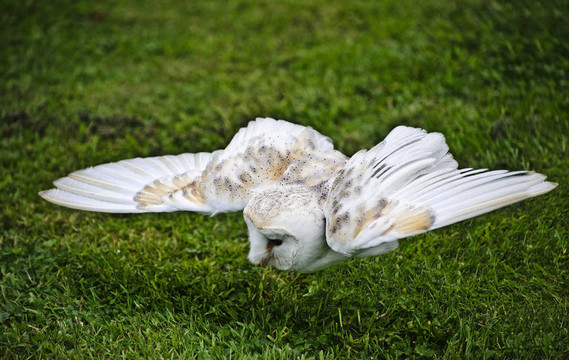 倉(cāng)鸮鳥狩獵顯示獵物