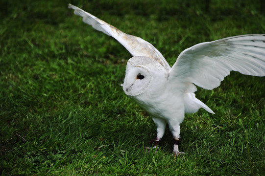 倉(cāng)鸮鳥(niǎo)狩獵顯示獵物