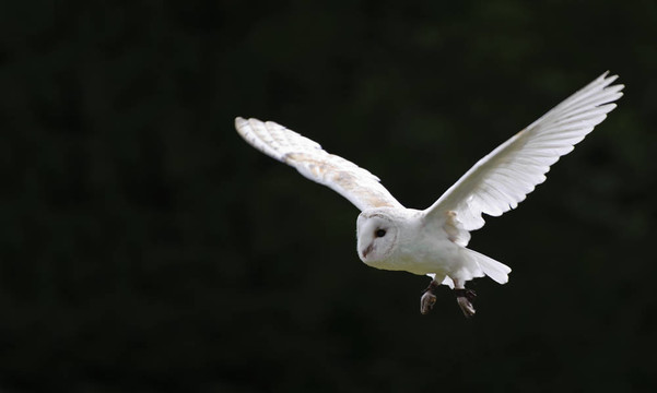 倉(cāng)鸮鳥狩獵顯示獵物