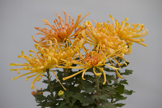 仙靈芝 菊花