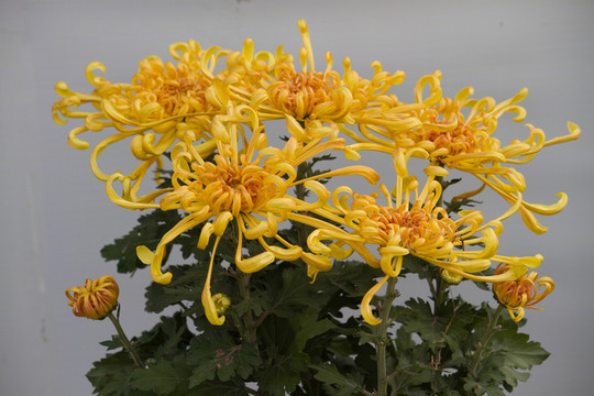 仙靈芝 菊花