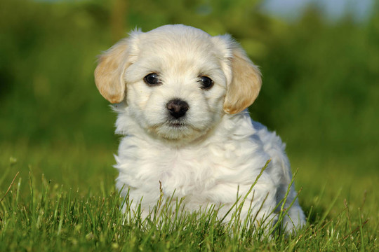havanais比熊幼犬