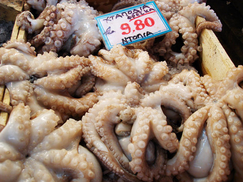 章魚出售