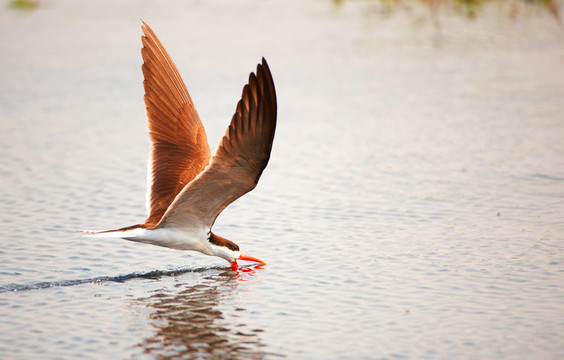 African Skimmer（rynchops flavirostris）