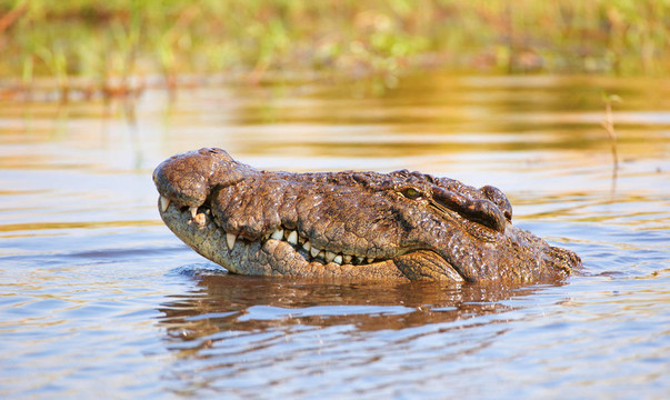 鱷魚（Crocodylus niloticus）