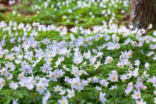 野生anemons場在樹林里