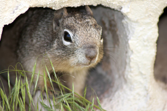 squirrle壁