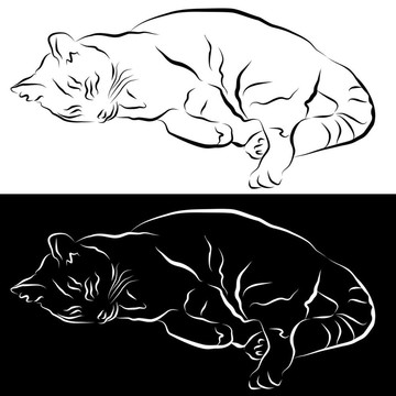 睡眠貓線圖