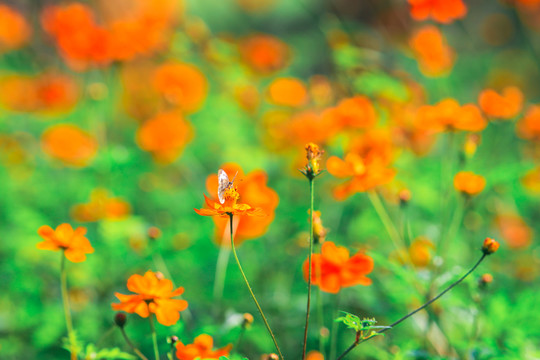 蝴蝶與花