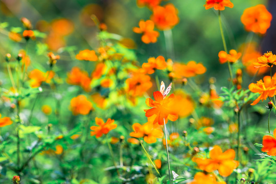 蝴蝶與花