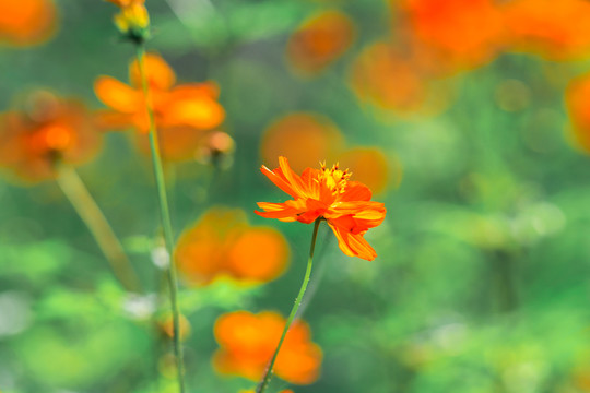 花園花叢