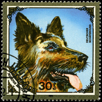 蒙古大約1984的德國(guó)牧羊犬