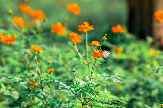 蝴蝶與花