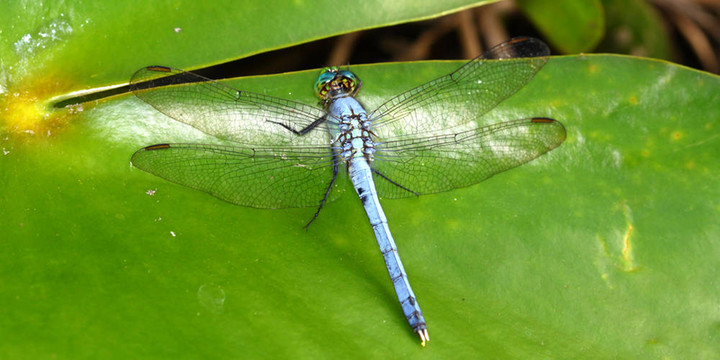 東方pondhawk（Erythemis simplicicollis）