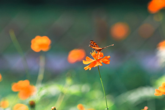 蝴蝶與花