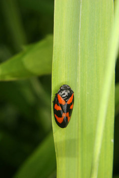Froghopper（Cercopis vulnerata）
