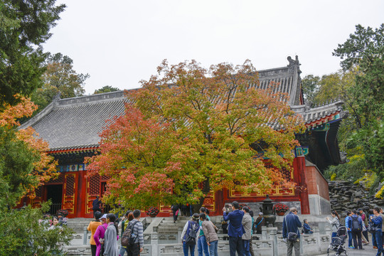 北京香山觀光游客