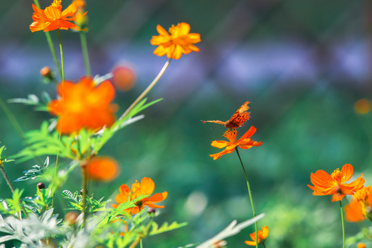 蝴蝶與花