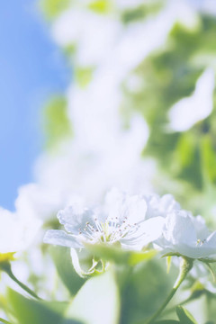 藍(lán)天上蘋果樹的白花