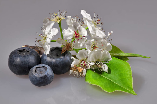Bilberry和朵朵分