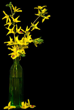 瓢蟲(chóng)花束