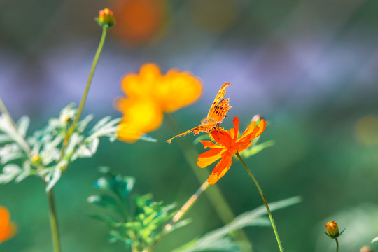 蝴蝶與花