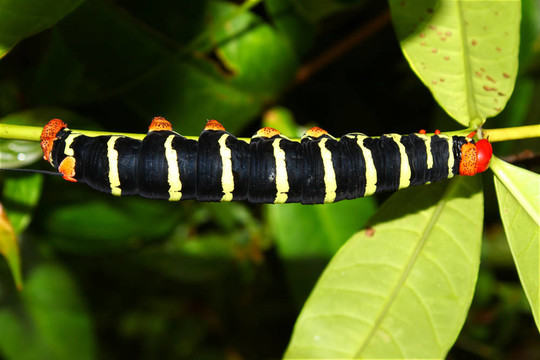 tetrio獅身人面像（Pseudosphinx tetrio）