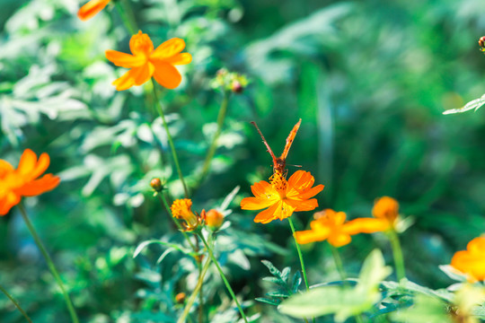 蝴蝶與花