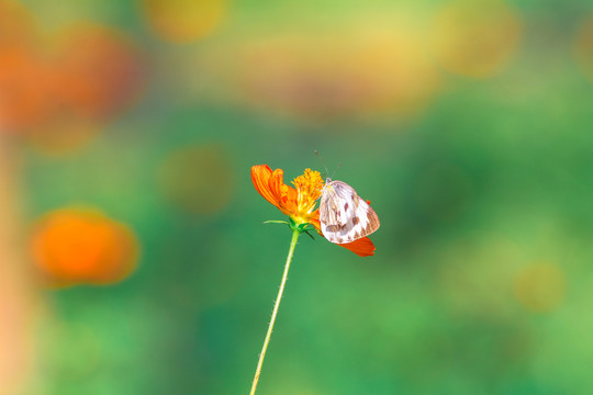 蝴蝶與花