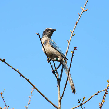 佛羅里達(dá)州杰伊（Aphelocoma coerulescens）擦洗