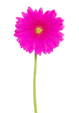 非洲菊