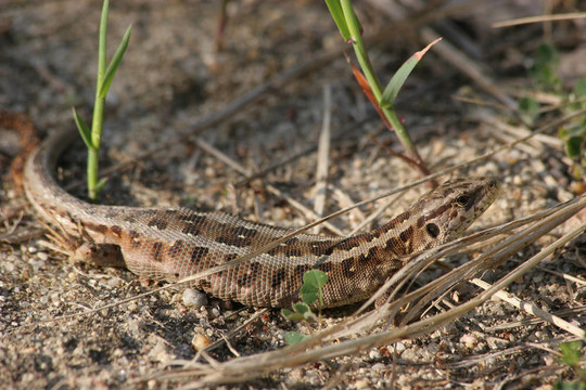 Sand Lizard（Lacerta agilis）