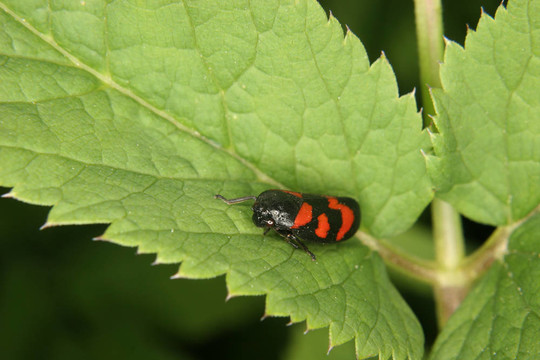 Froghopper（Cercopis vulnerata）