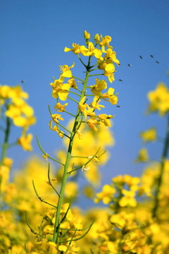 油菜花