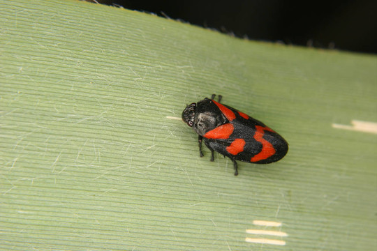 Froghopper（Cercopis vulnerata）