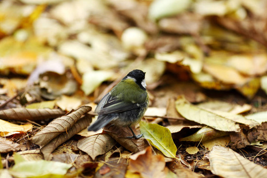 山雀的鳥