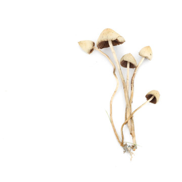 裸蓋菇semilanceata