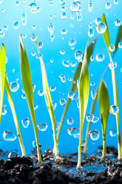 草和雨