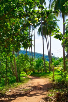 在Jungle的路上
