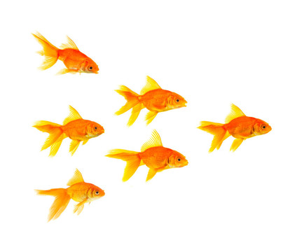 三條金魚