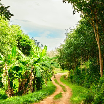 在Jungle的路上