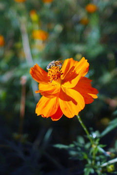 花朵蜜蜂