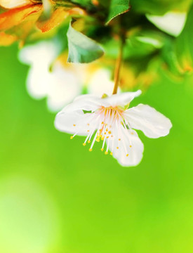 杏仁樹開花