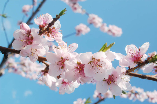 春天開花
