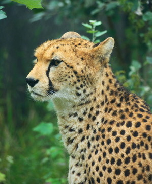 獵豹